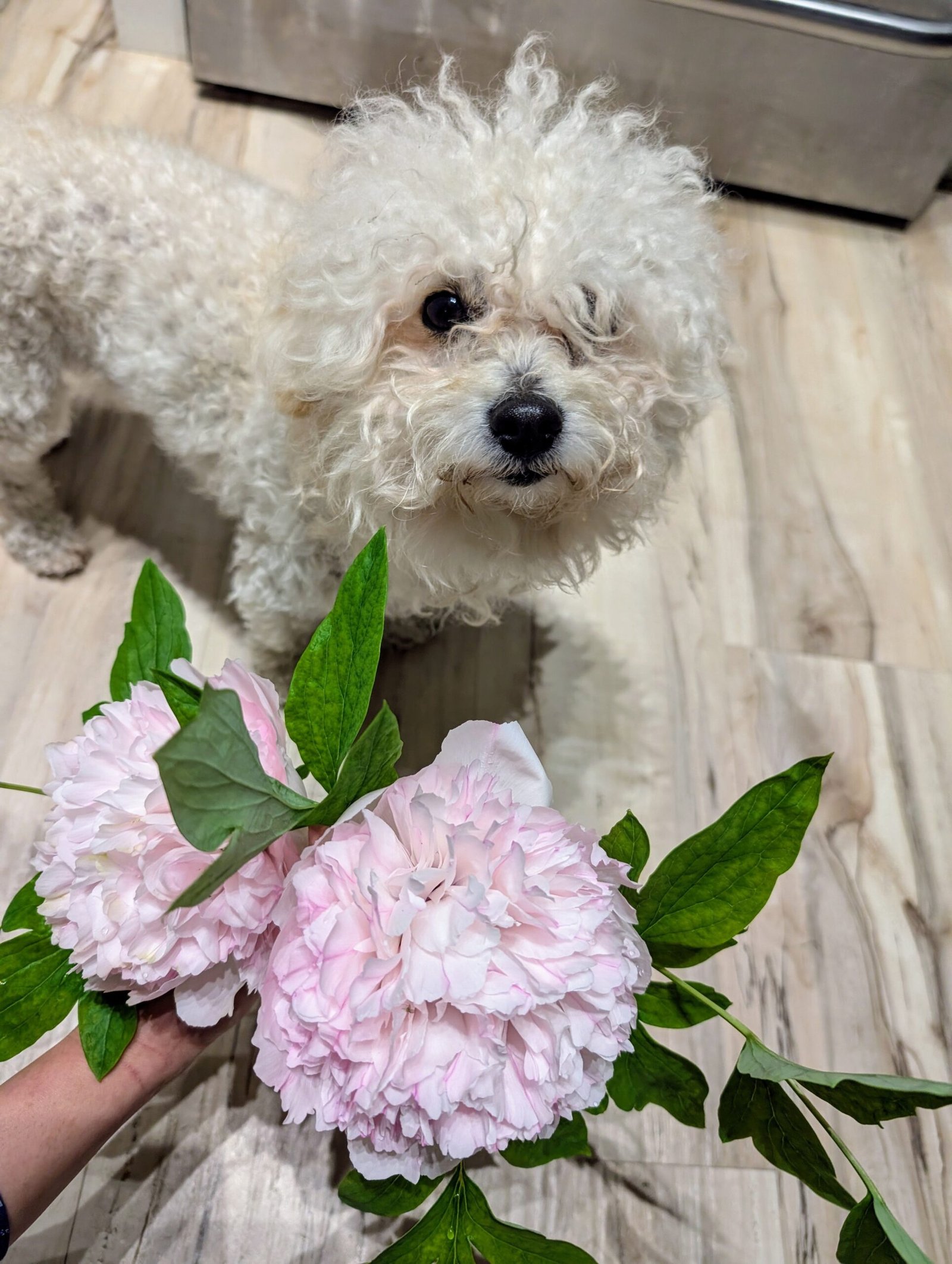 "Red thread girl" large flower tree peony Preorder for fall 2026 - Image 8