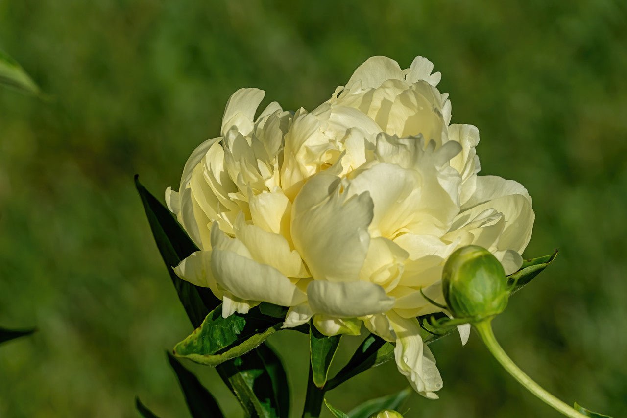 "Green peas" large flower tree peony - Preorder for fall 2026 - Image 5