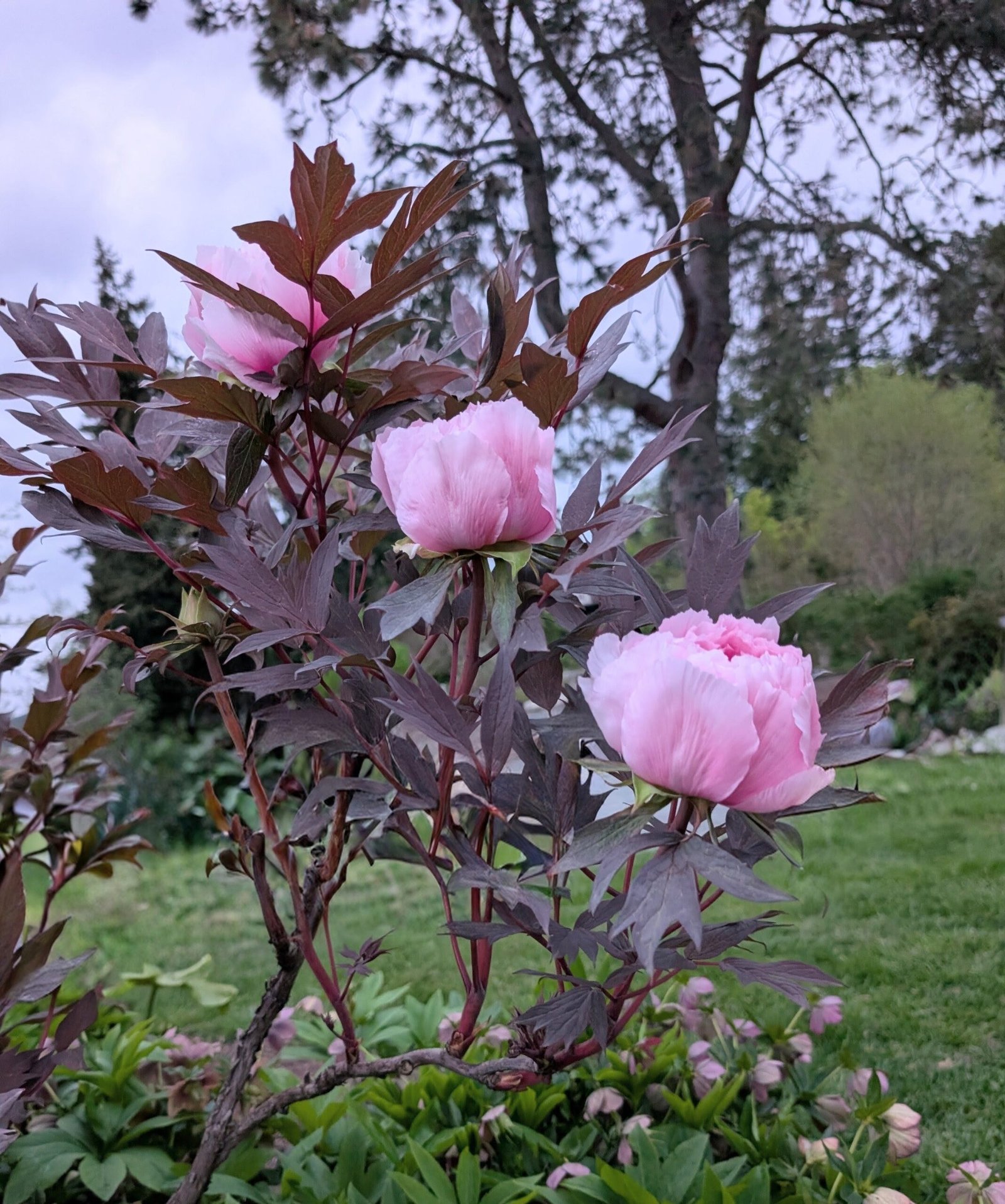 Purple leaf pink Eternal Camellias Japanese tree peony - Image 5
