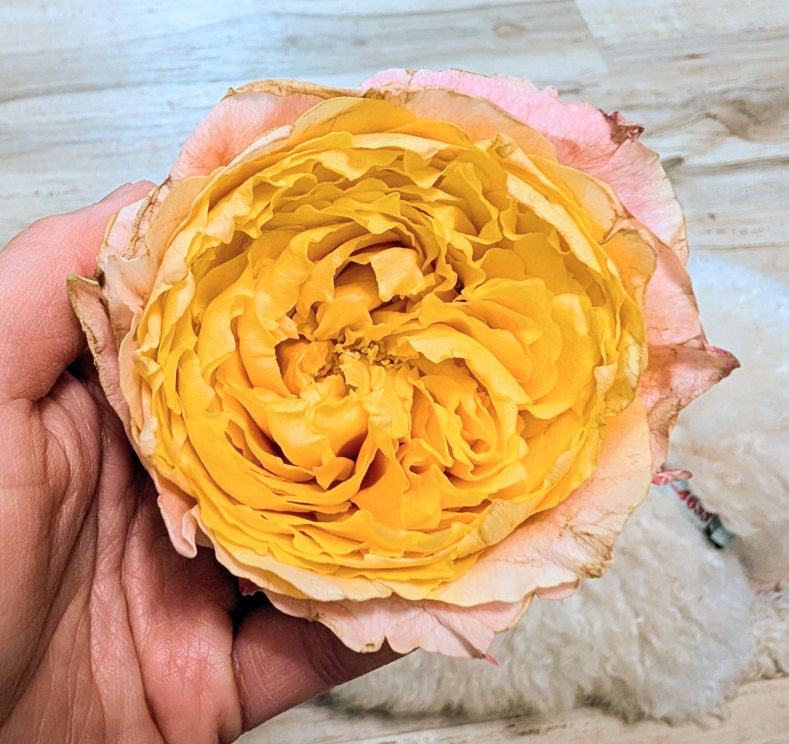 Sunrise garden rose plant flower bush shrub - Image 4