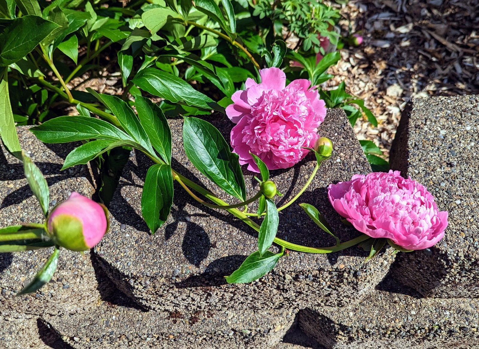 5 mixed mysterious herbaceous peony - Image 10