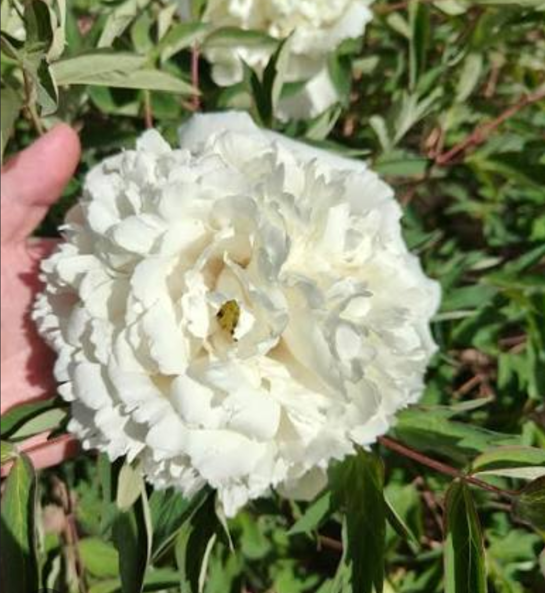 "Jade Hydrangea" large fragrant creamy white flower tree peony - Image 4