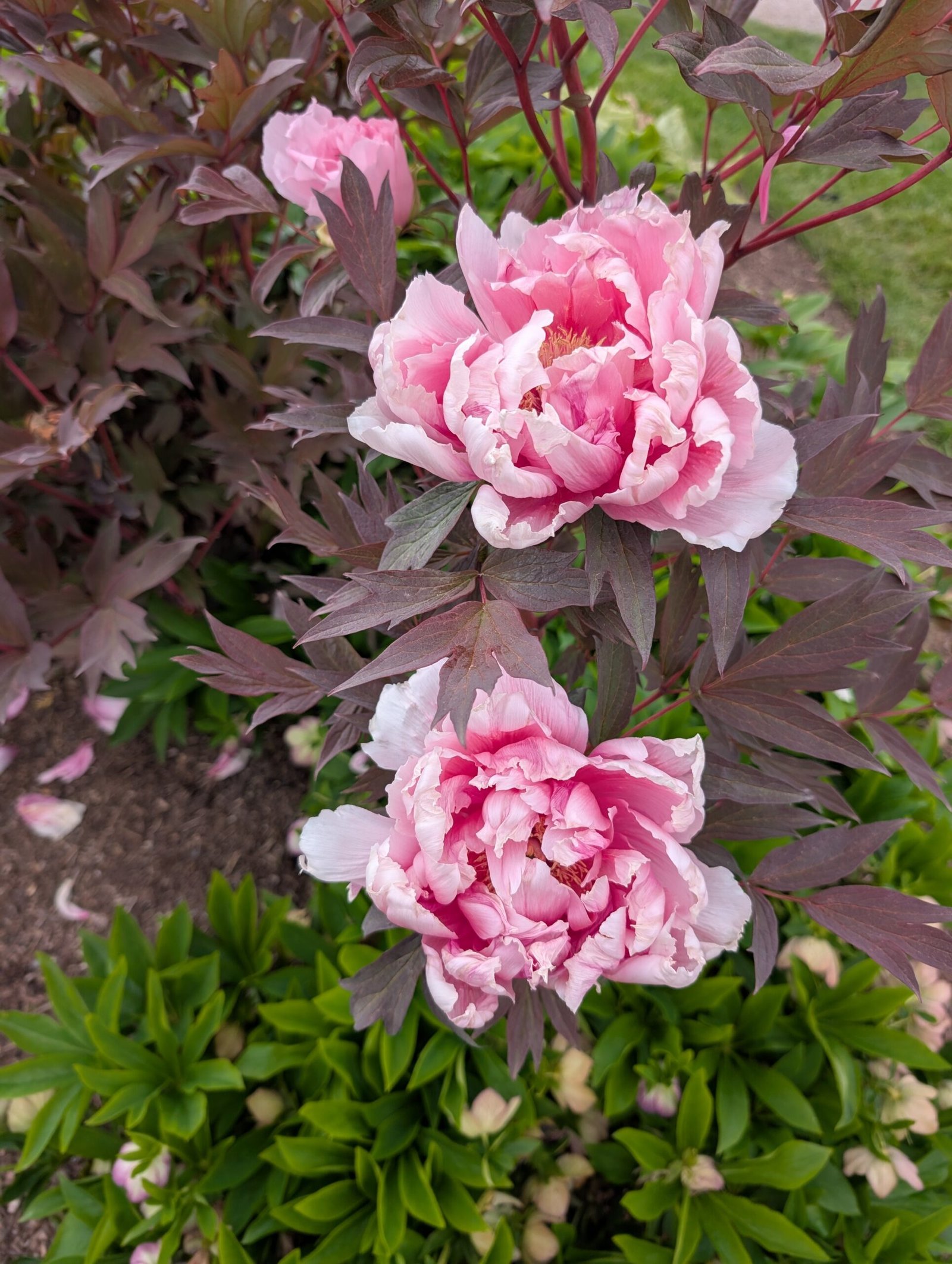 Purple leaf pink Eternal Camellias Japanese tree peony - Image 2