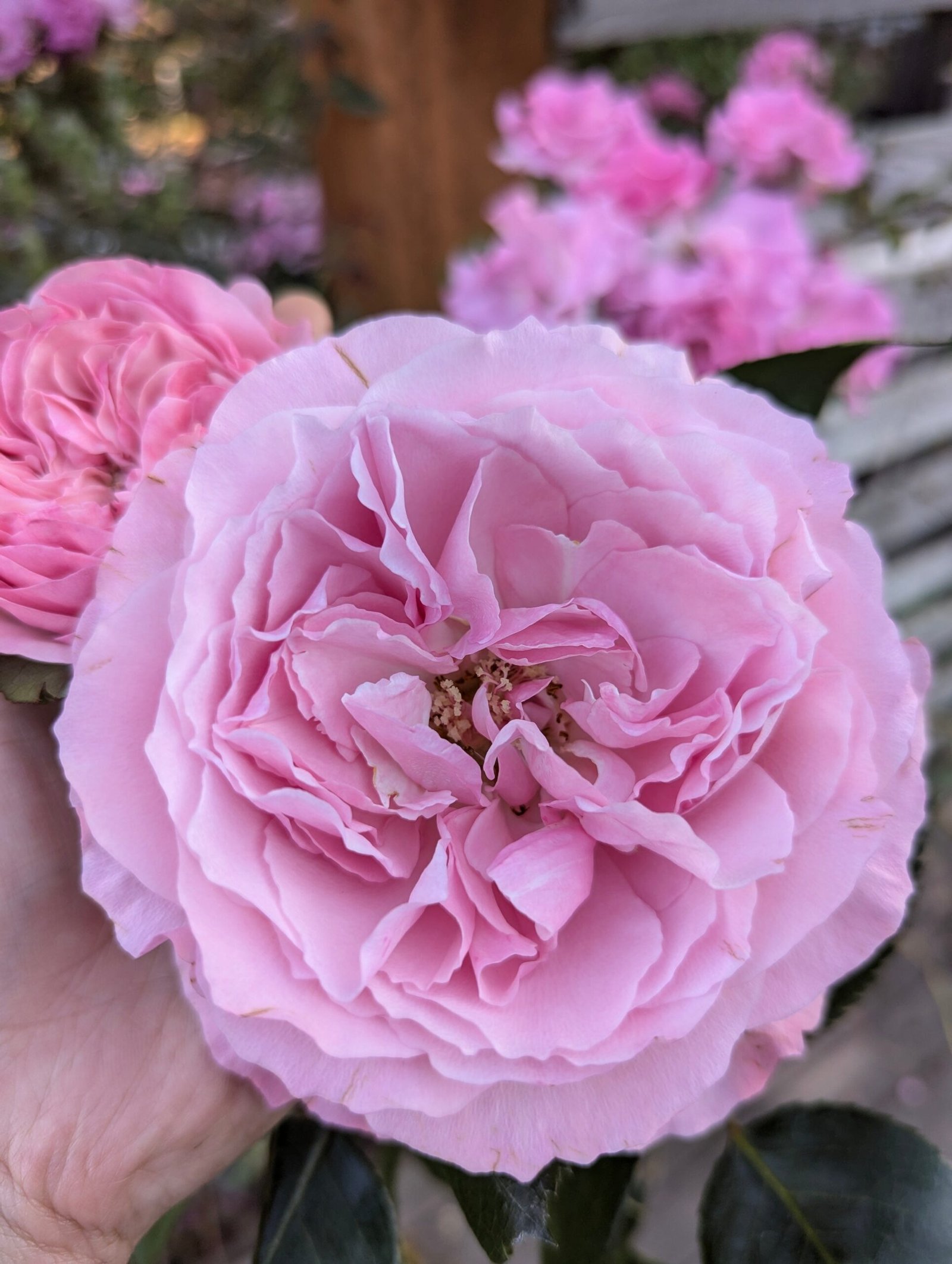 Mayra P. garden rose plant flower bush deciduous shrub - Image 9