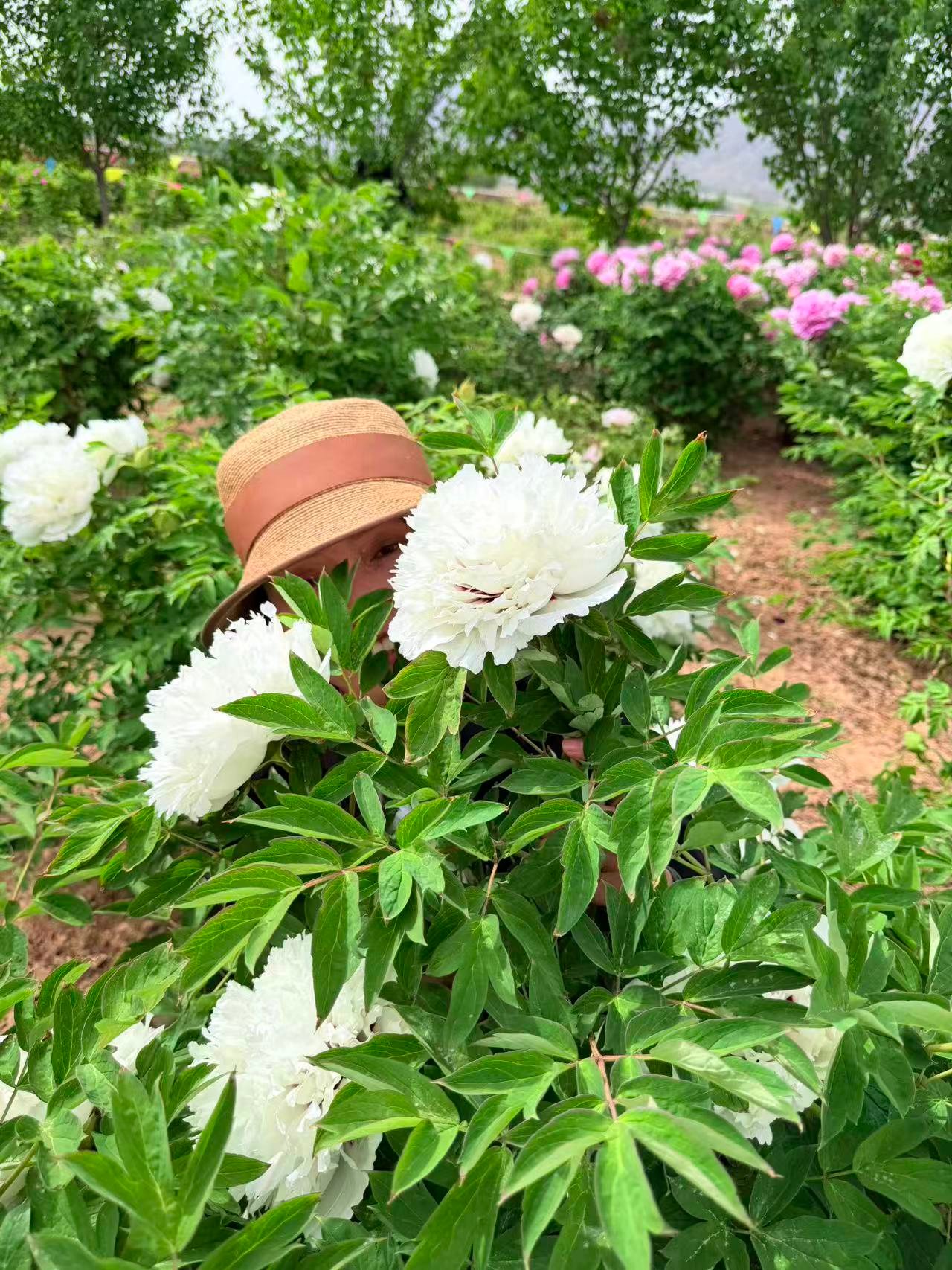 Hundred Foot Ice tree peony - Image 5