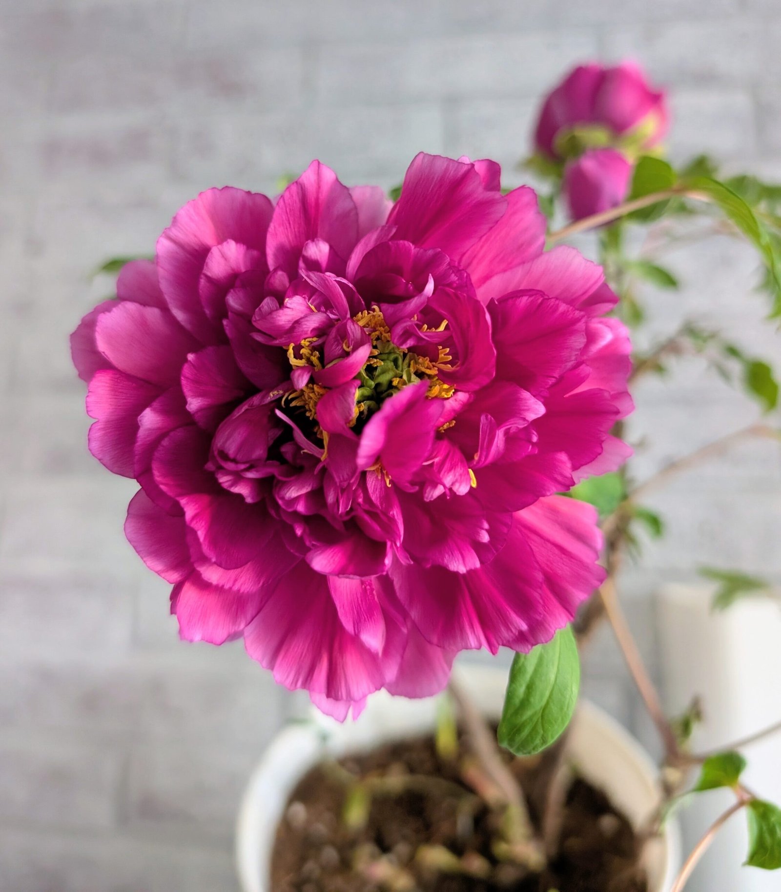 "Champion Crown" large flower tree peony - Image 6