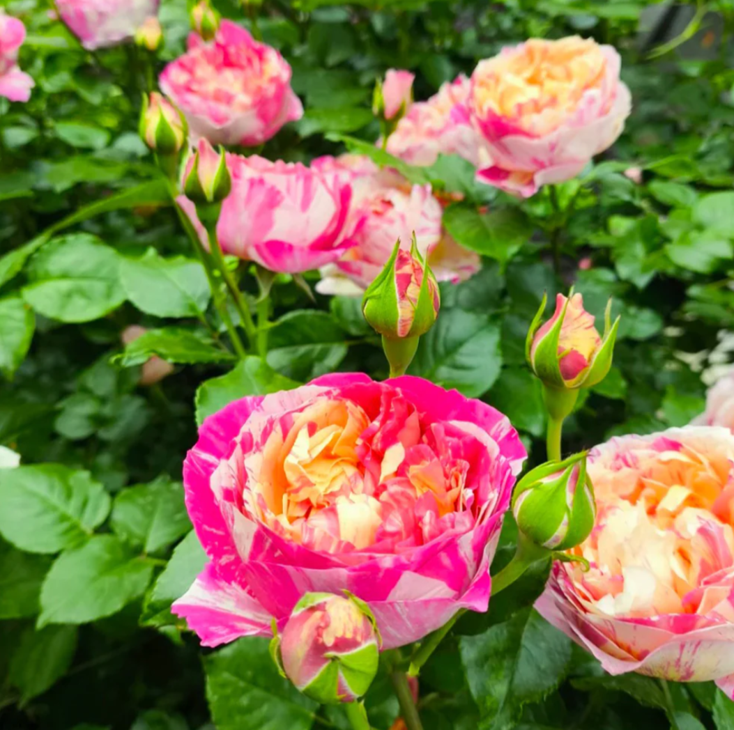 2 tone thornless climbing Edouard Manet rose plant flower bush shrub