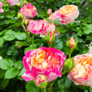 2 tone thornless climbing Edouard Manet rose plant flower bush shrub