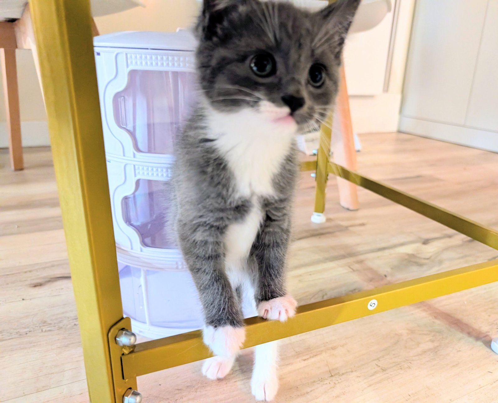 2.5 month old kitten kitty cats - Image 11