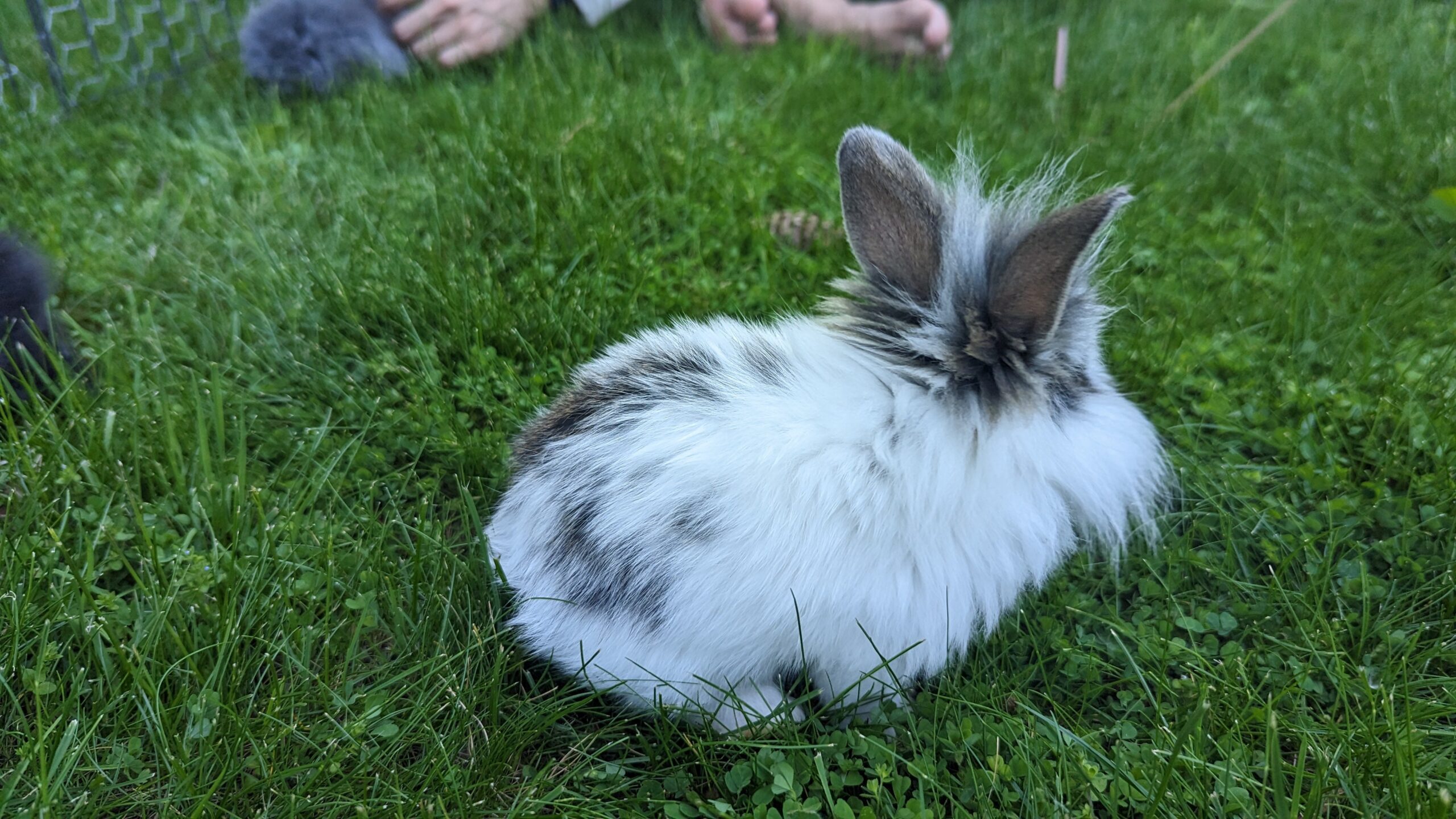 2-6 month old bunny rabbits - Image 4