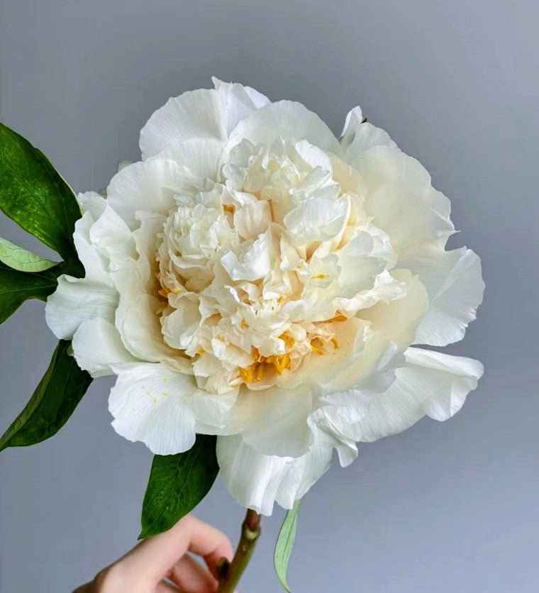 "Yao's Yellow" large flower tree peony Preorder for fall 2026 - Image 12