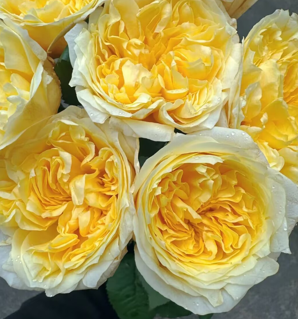 Pearl Drift garden rose plant - Image 2