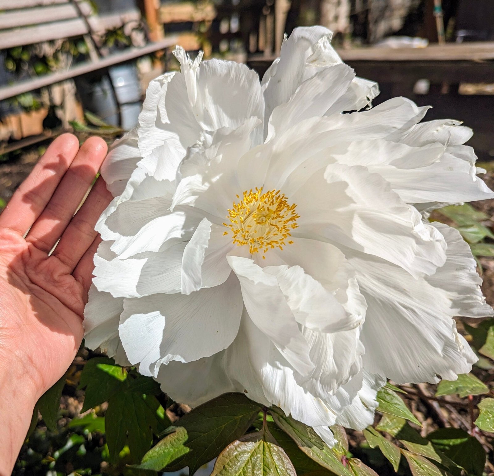 Large white flower cold hardy tree peony Preorder for fall 2026 - Image 3