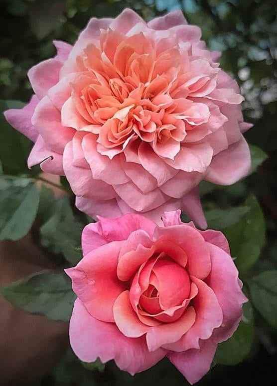 Miyabi Cha Japanese wedding garden rose plant large flower bush deciduous shrub - Image 8