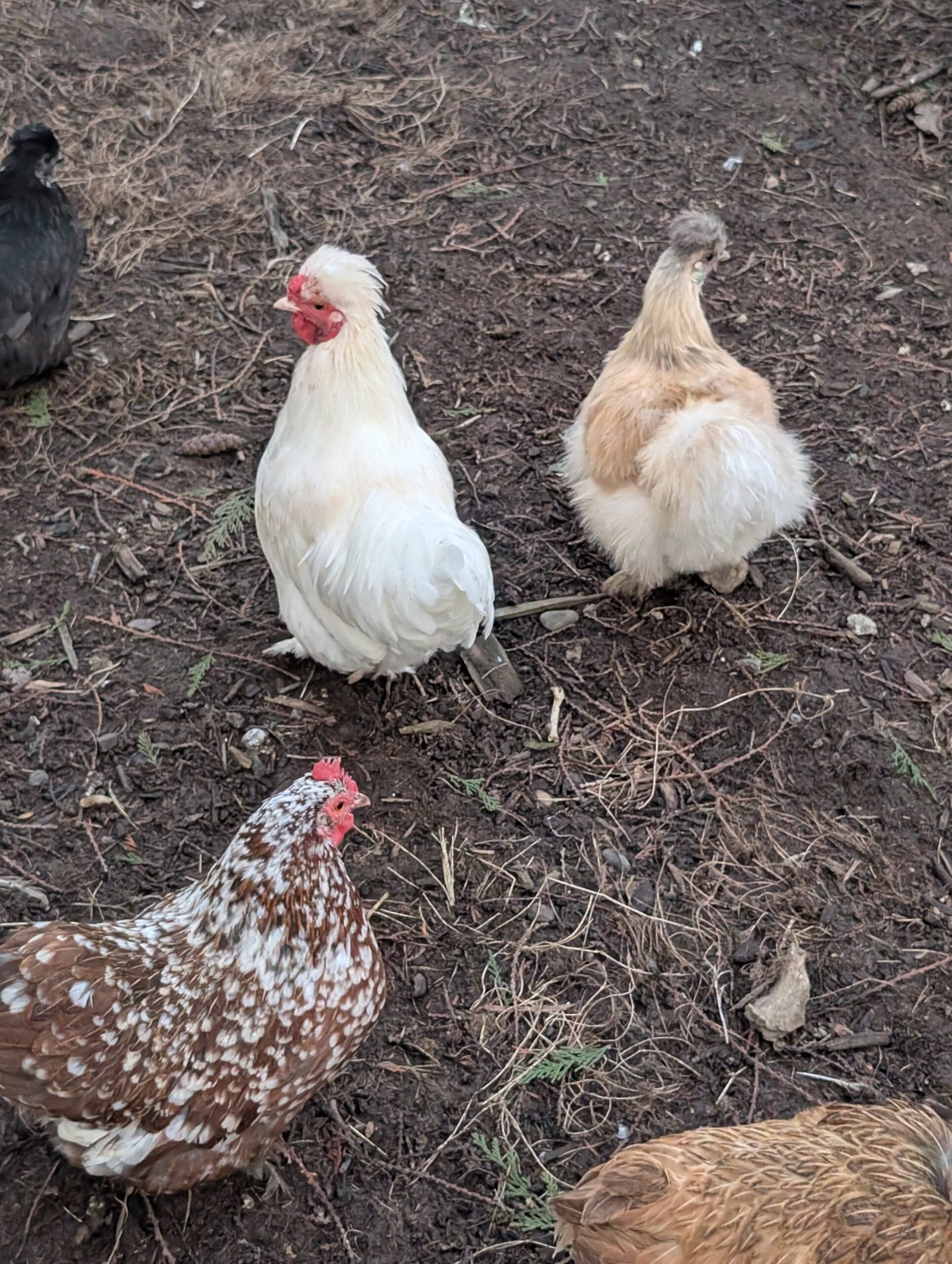 Free small bantam mixed color frizzle rooster - Image 6