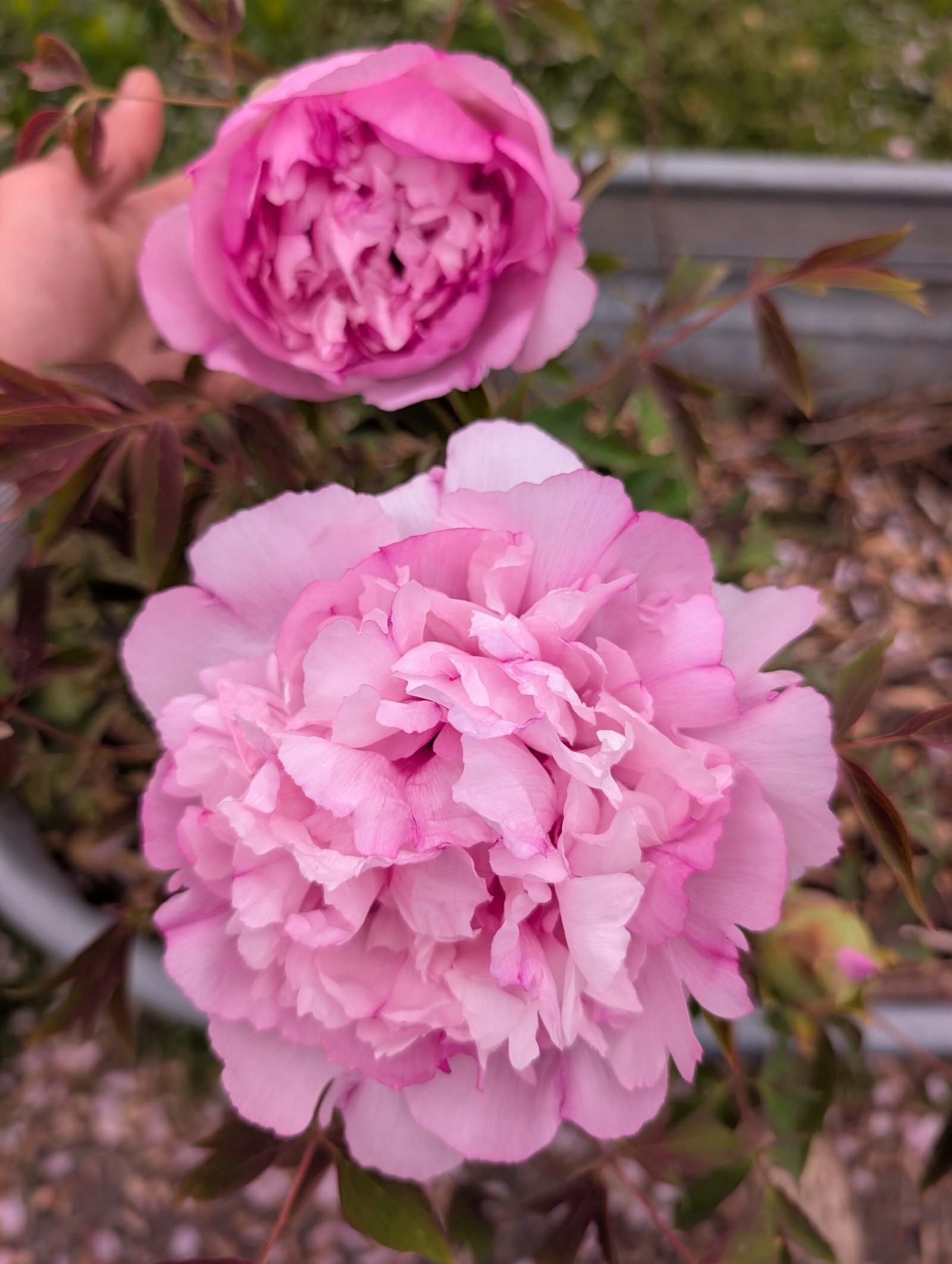 "Pink crown jade beads" tree peony - Image 3