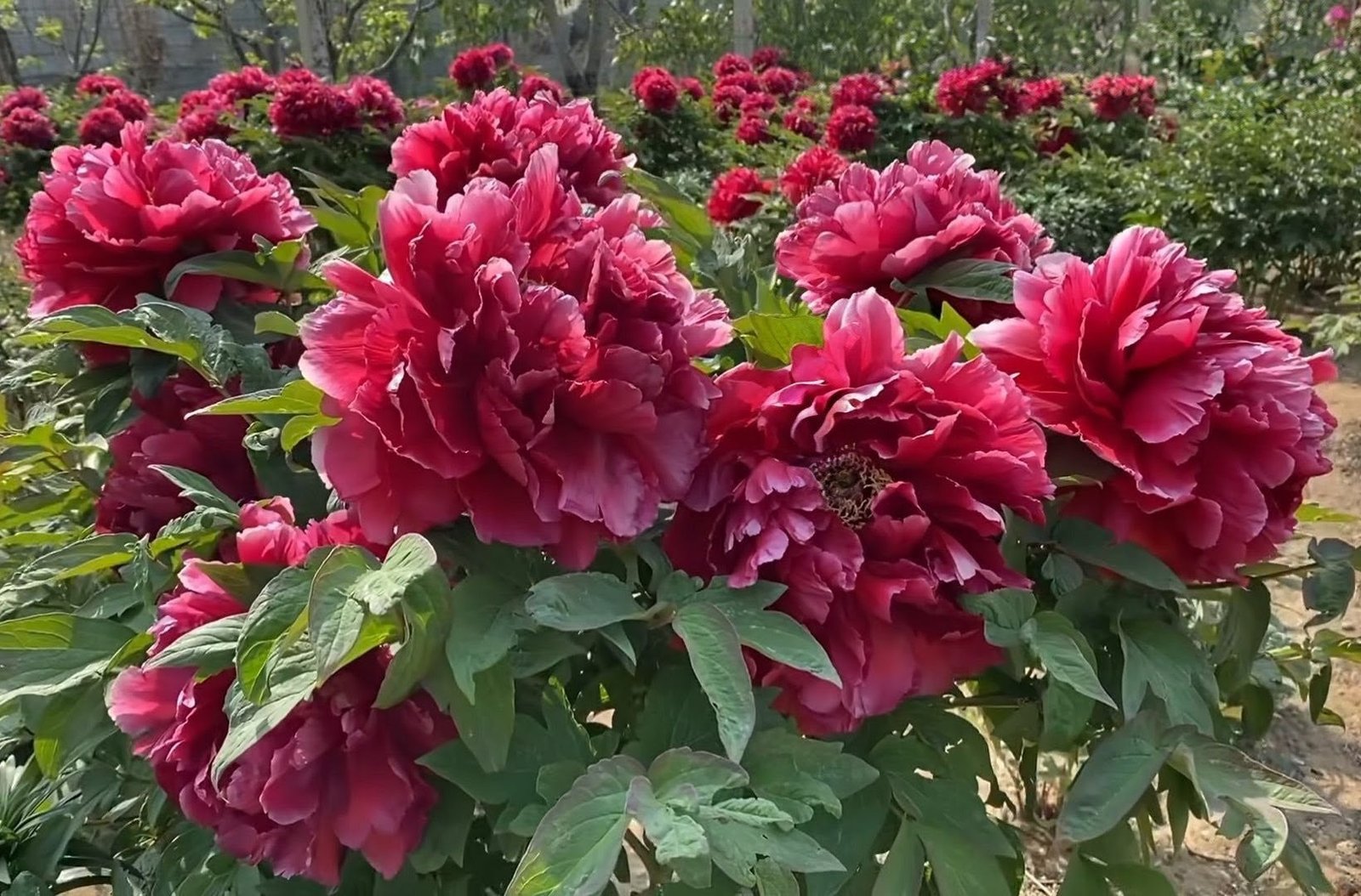"Kao" large flower Japanese tree peony - Image 3