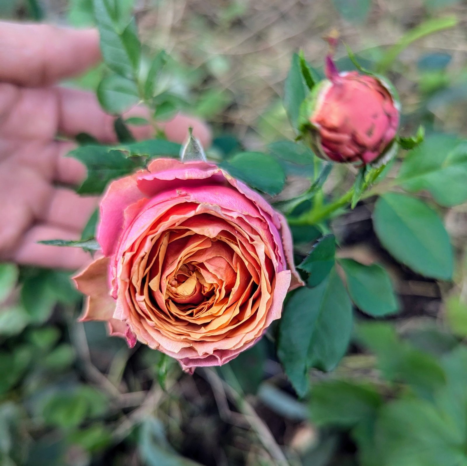 Kensington Garden rose plant flower bush shrub - Image 4
