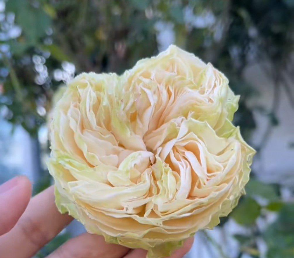 Yukihime garden rose plant flower bush shrub - Image 2