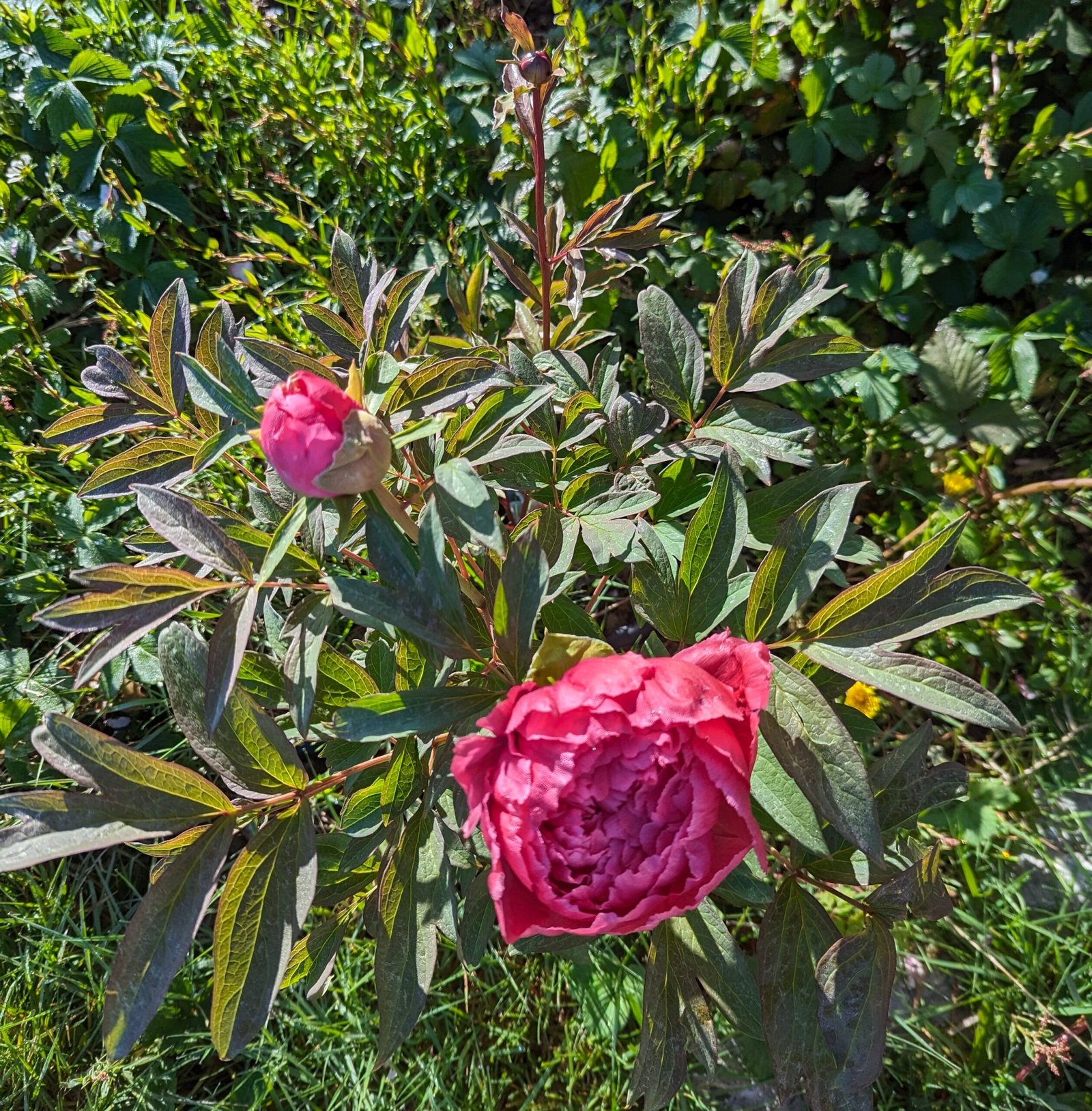 Lost tag red large flower cold hardy part shade tree peony - Image 3