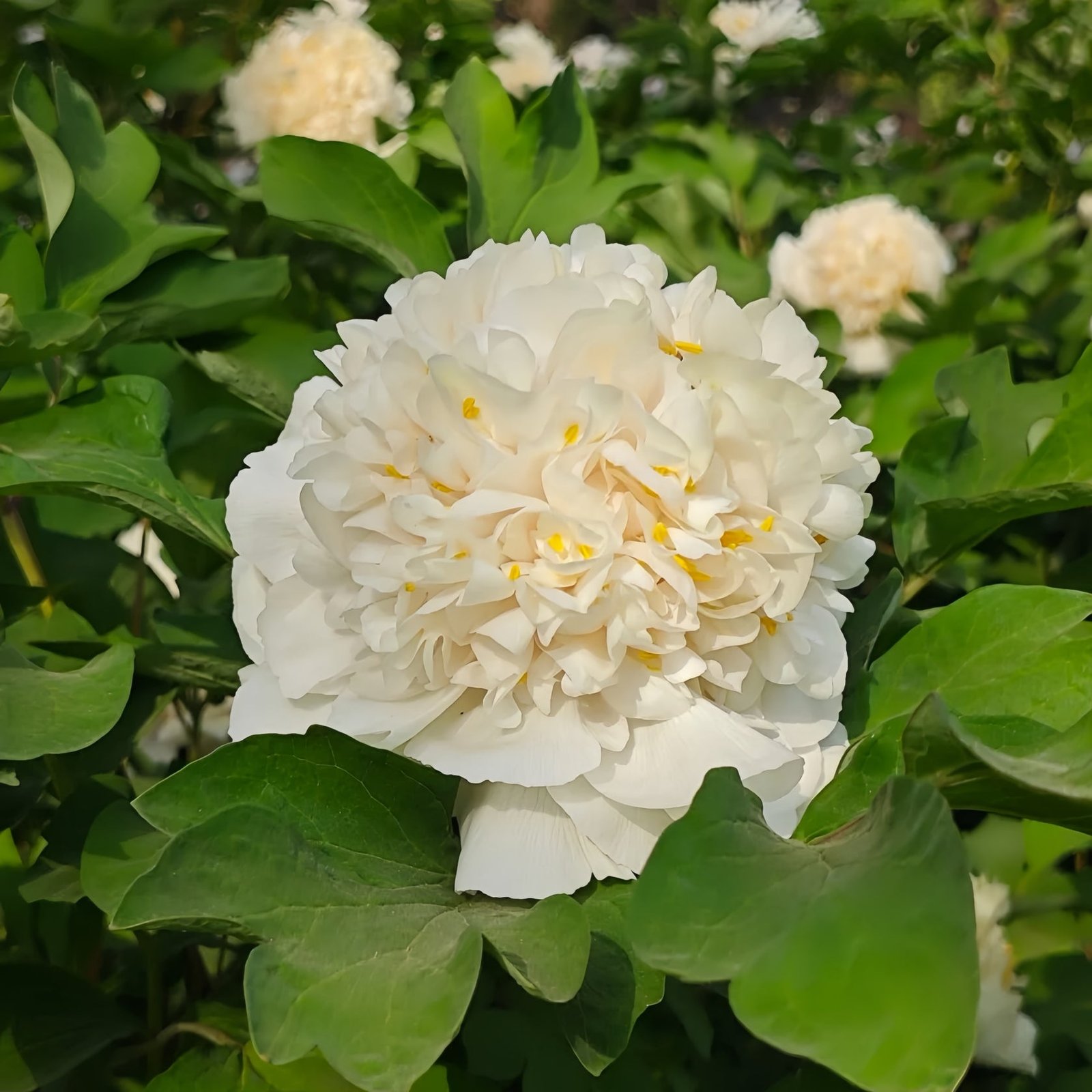 "Yao's Yellow" large flower tree peony Preorder for fall 2026 - Image 5