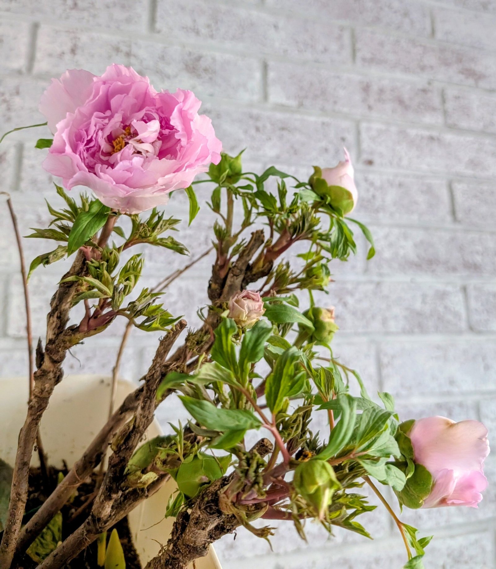 "Prosperous Family" large flower tree peony - Image 5