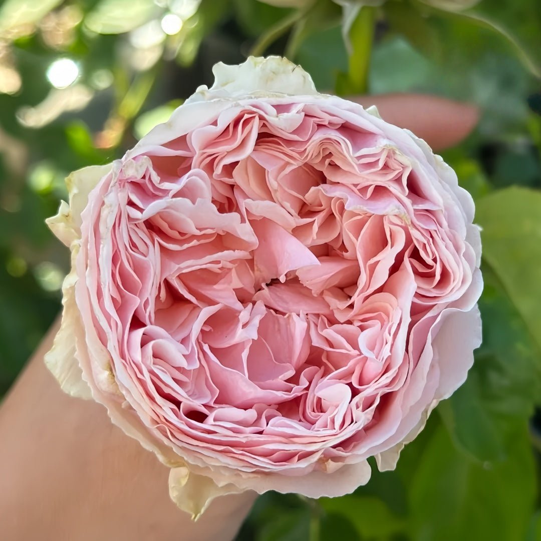 Senlitsu garden rose plant flower bush shrub - Image 2