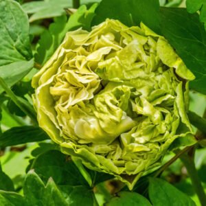 "Green peas" large flower tree peony - Preorder for fall 2026