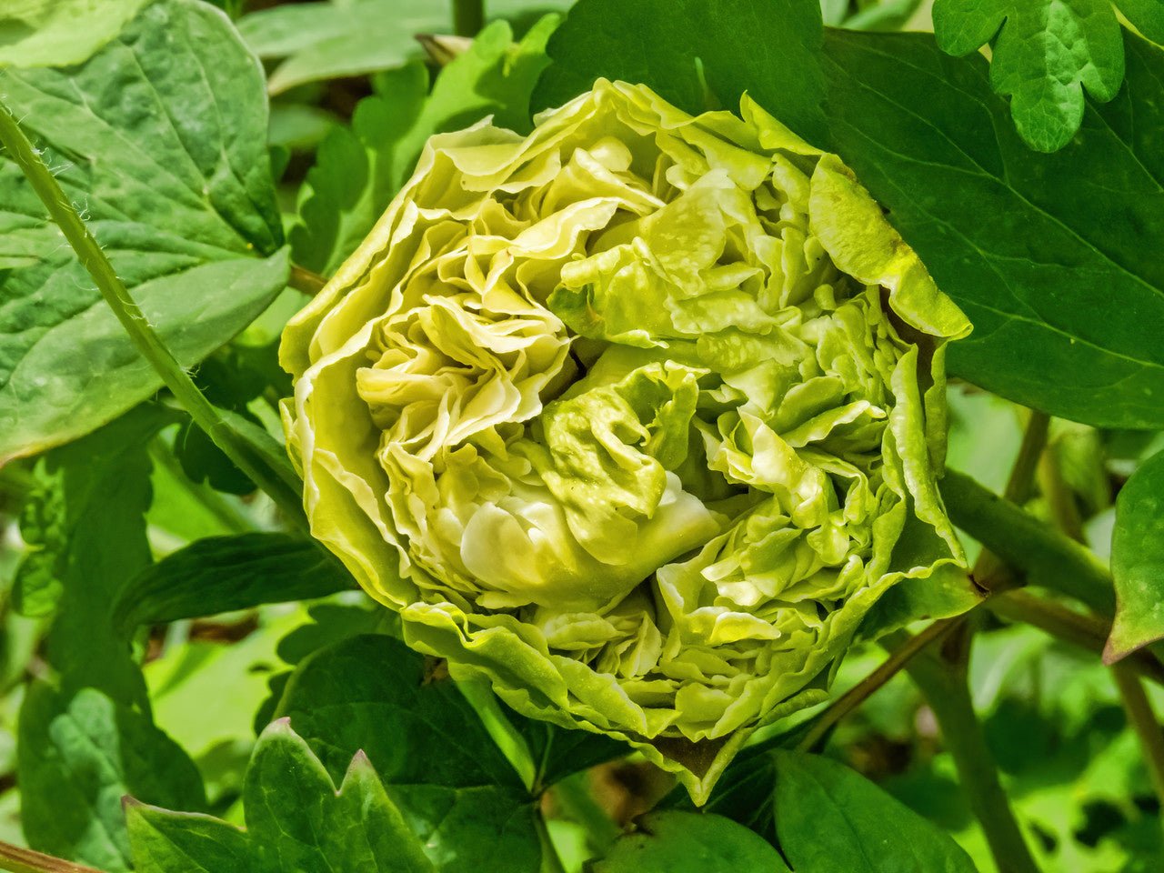 "Green peas" large flower tree peony - Preorder for fall 2026