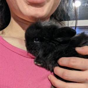 2 month old black bunny rabbit
