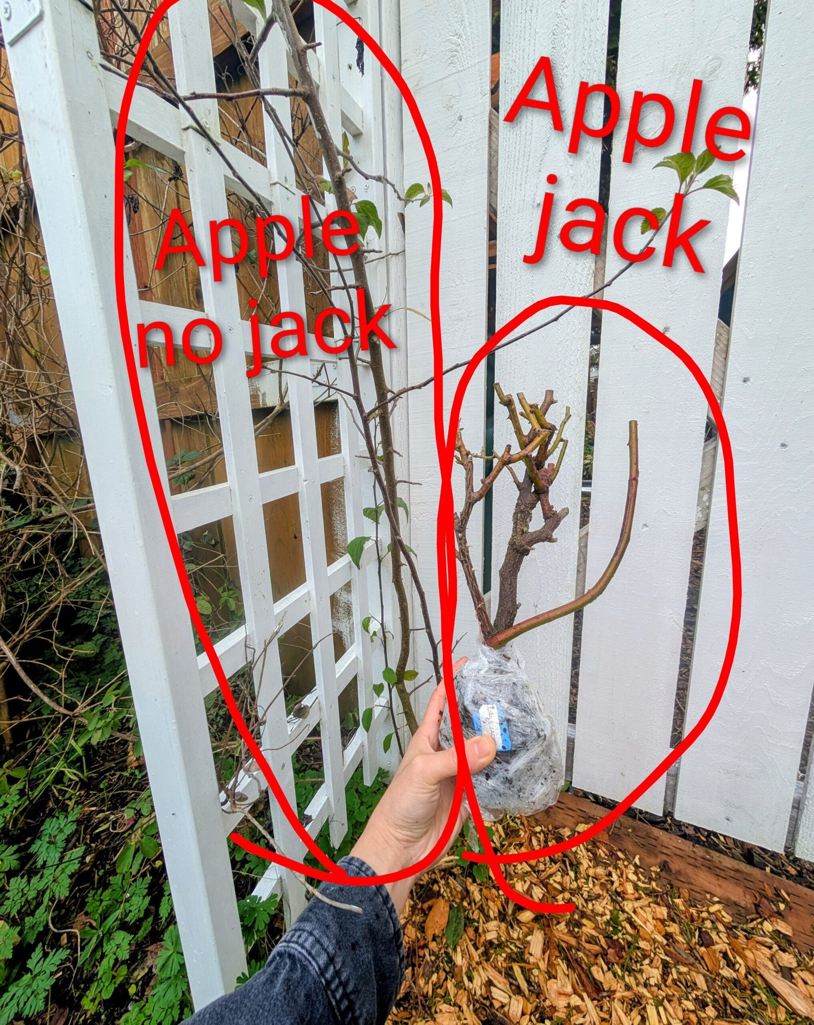 Apple Jack rose plant - Image 16