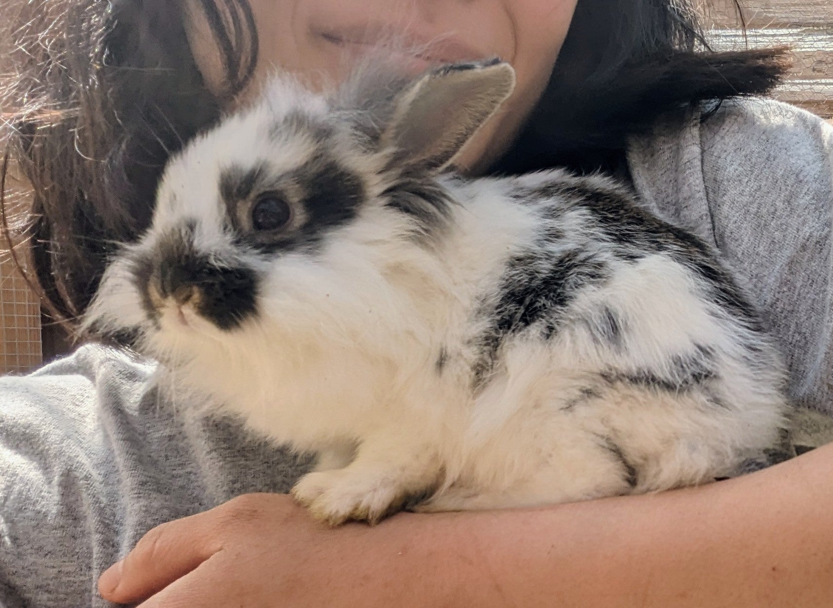 2-6 month old bunny rabbits - Image 2