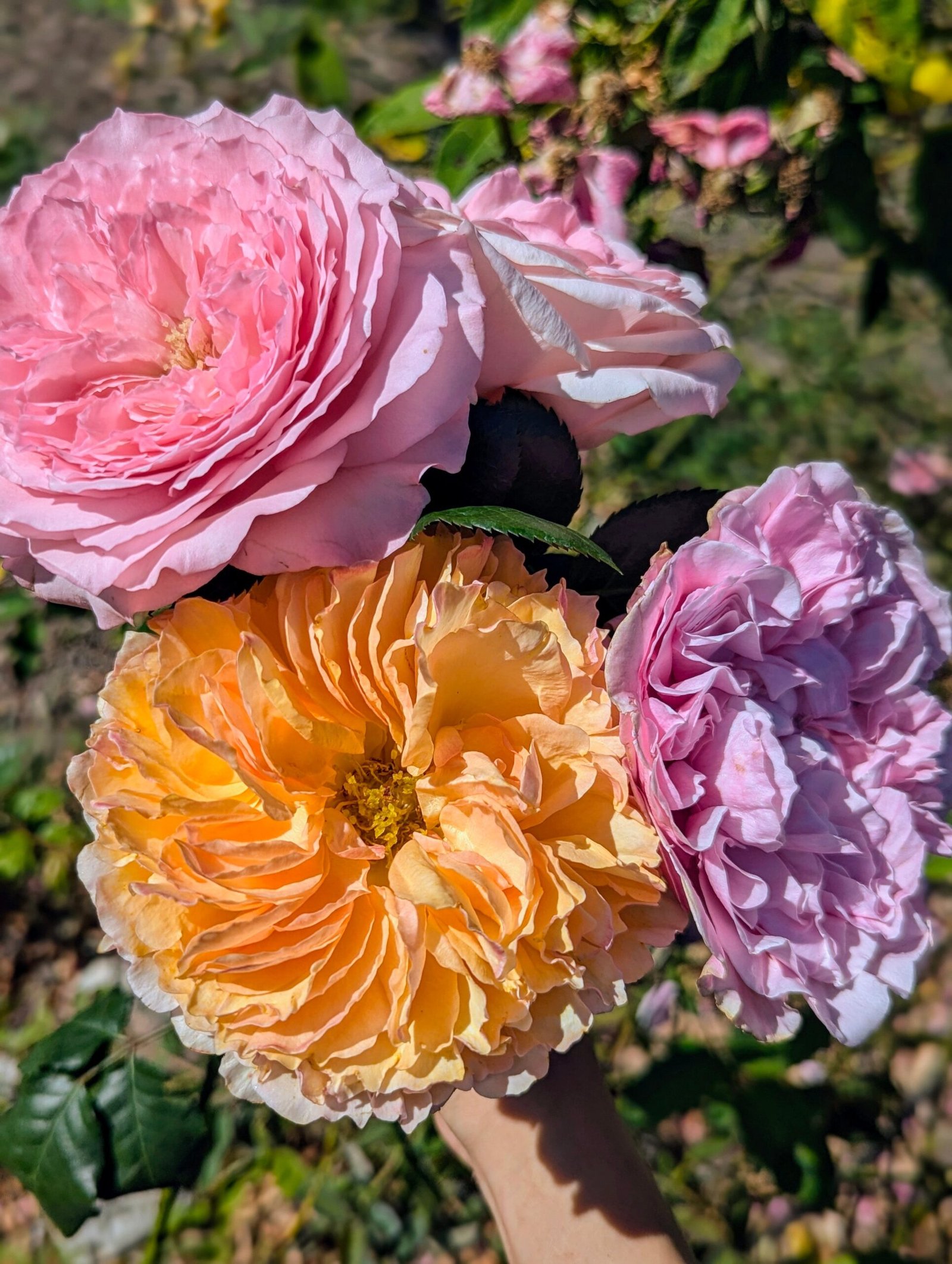 10 mixed rose plants: English Ausjameson, her lover Romeo, Ausimmon and her other friends - Image 2