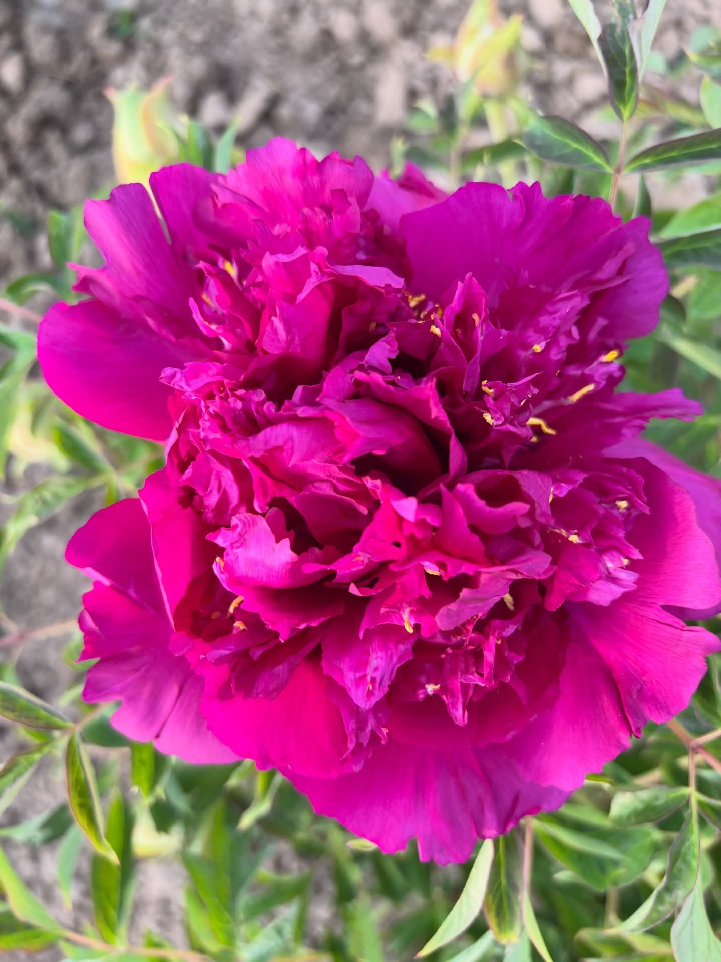 Cheng Xin tree peony - Image 3