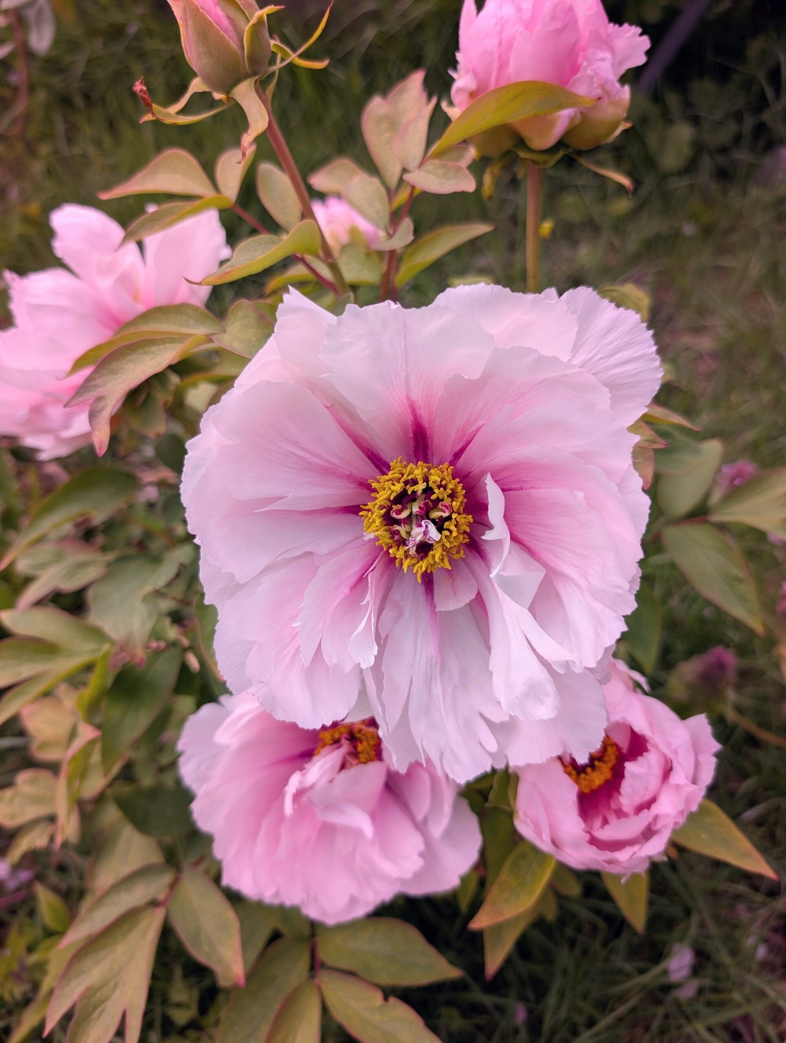 "Peach blossom in the snow" large flower tree peony - Image 5