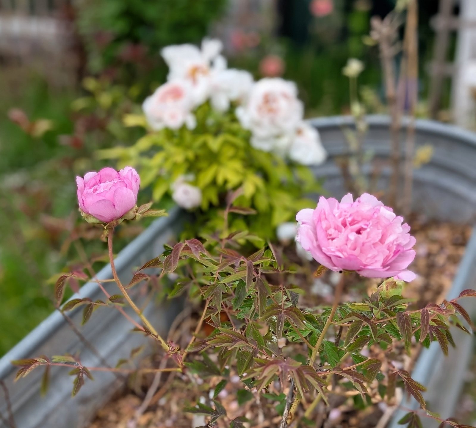 "Pink crown jade beads" tree peony - Image 6