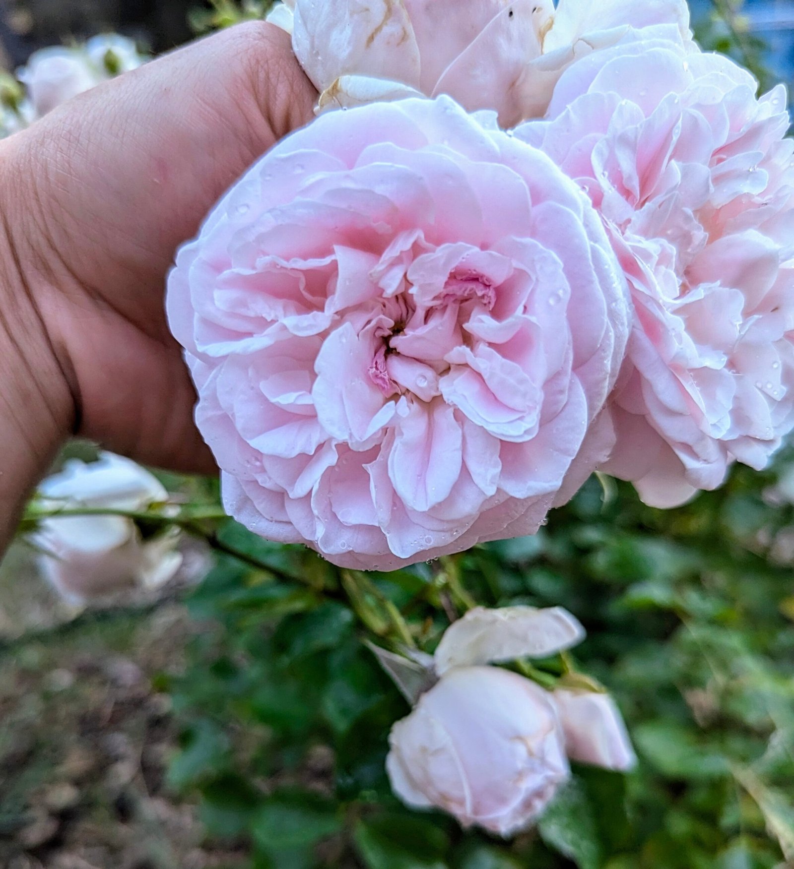 Souvenir de Malmaison thornless rose plant flower bush shrub - Image 2
