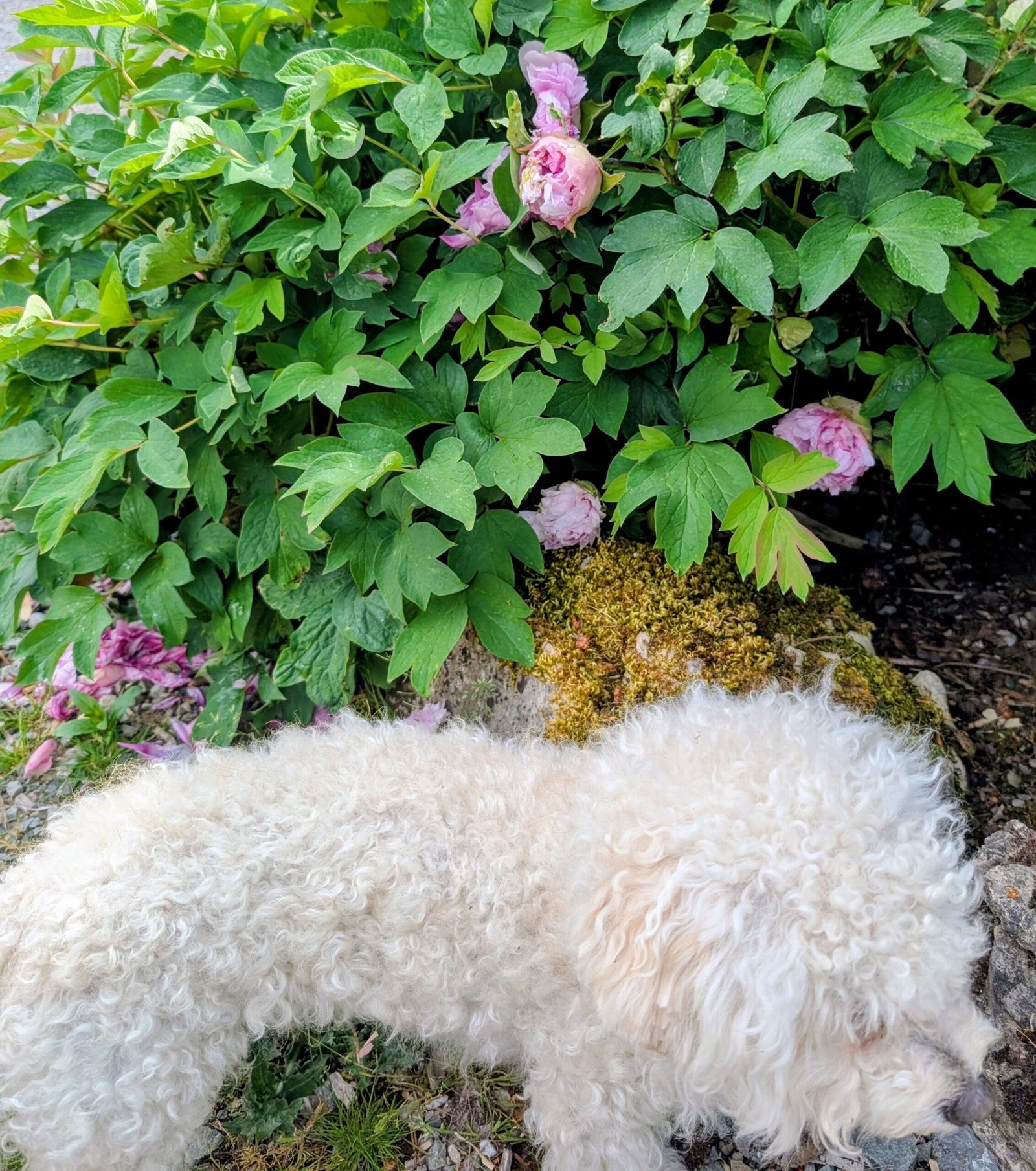 "Fen Yu Sheng Hui" tree peony - Image 3