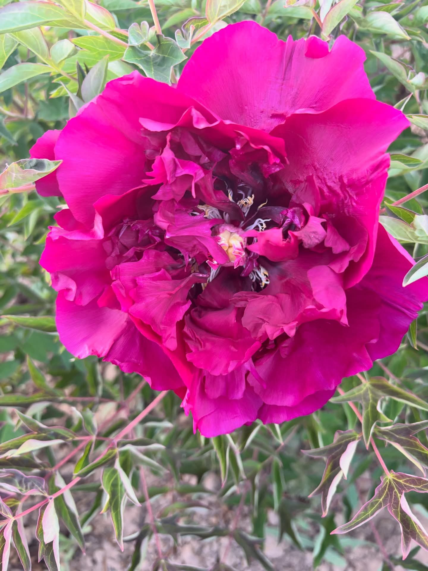 Hei Mei Gui tree peony