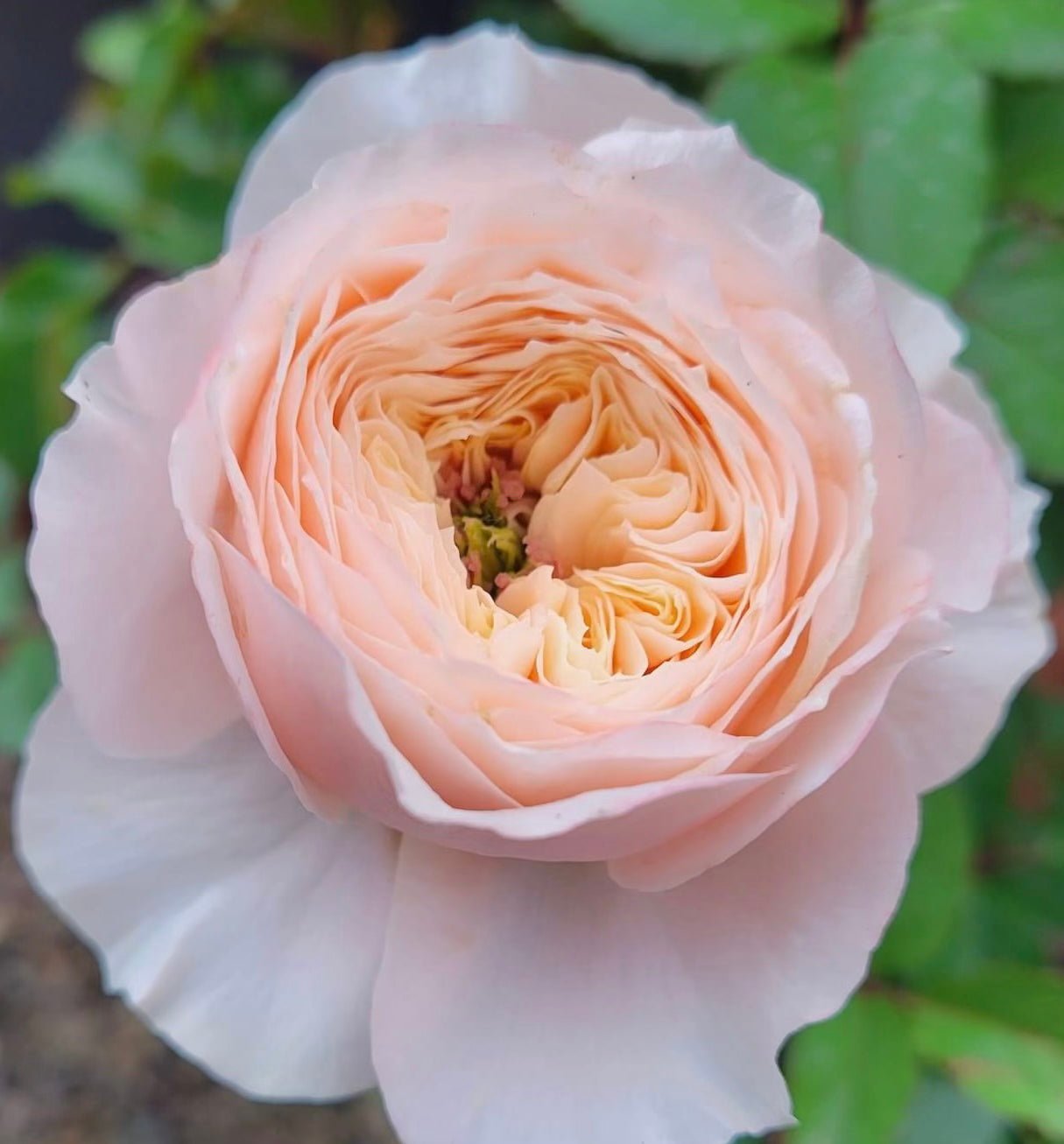 Paradise Beach garden rose plant flower bush shrub - Image 3