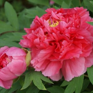 Shan hu tai coral tree peony