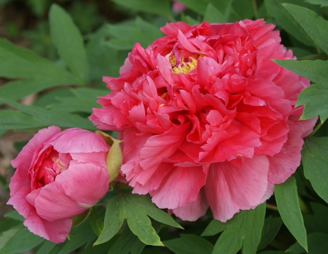 Shan hu tai coral tree peony