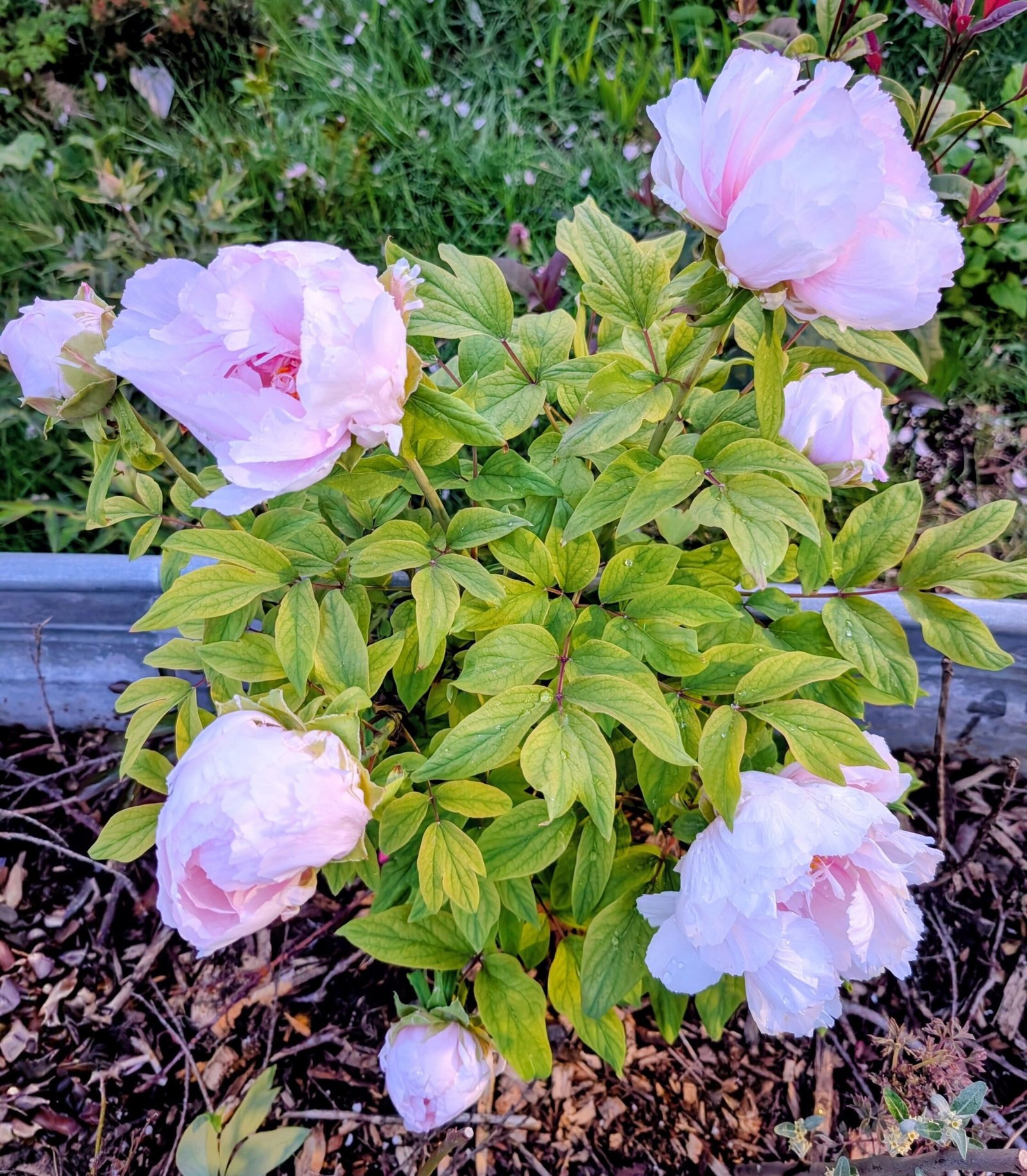 "Peach blossom in the snow" large flower tree peony - Image 8
