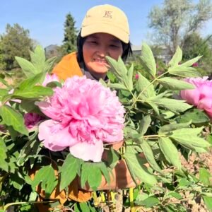 Tao Hong Xiu Qiu tree peony