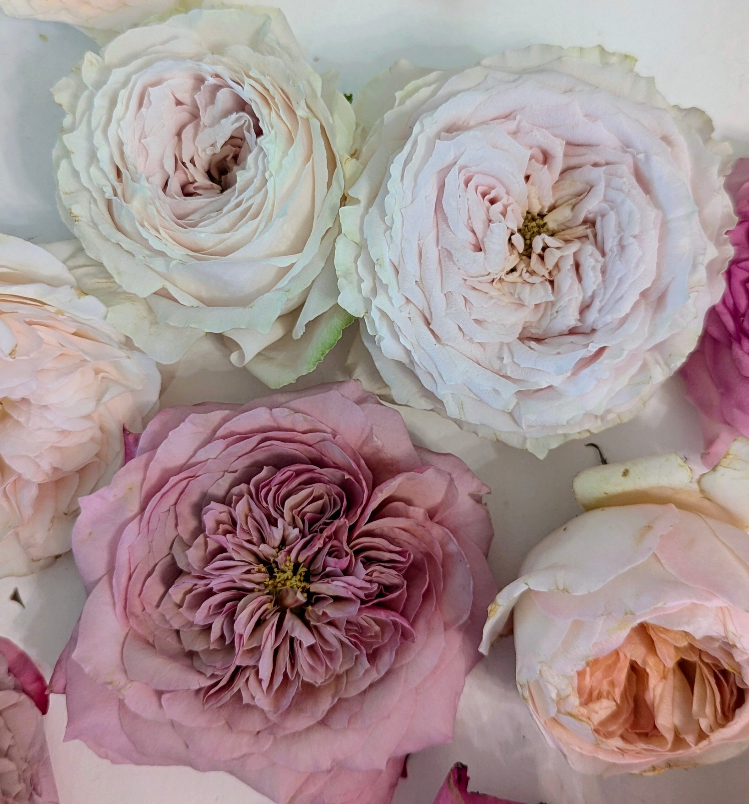 Bridal Essentials
