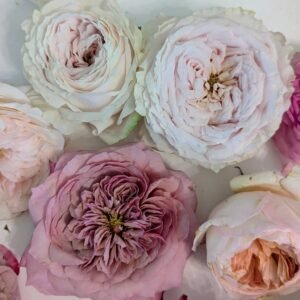 Bridal Essentials