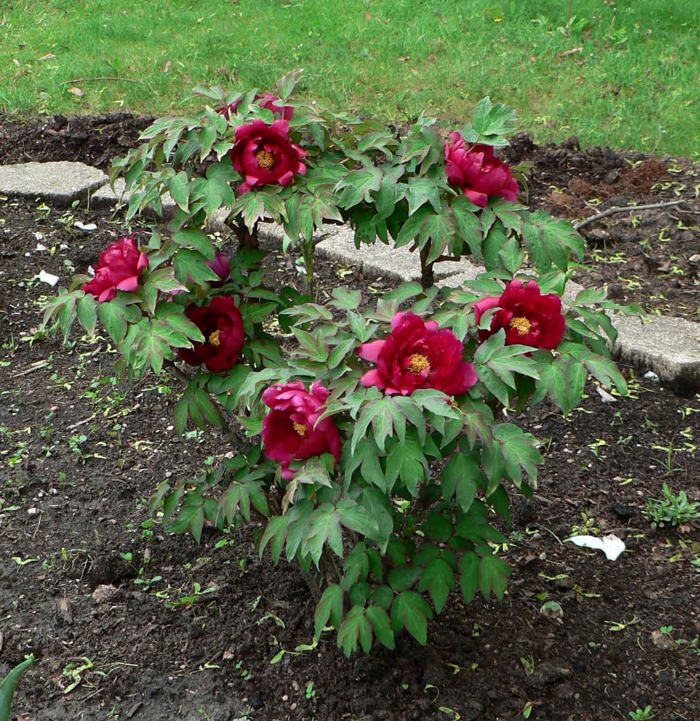 Wu jin yao hui tree peony - Image 2