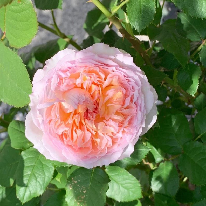 Träumerei Japanese garden rose plant flower bush shrub - Image 4