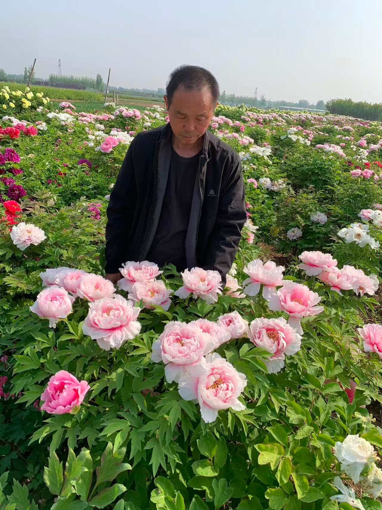 Hanakisoi Japanese large flower tree peony - Image 2