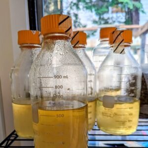 Free gourmet mushroom liquid spore